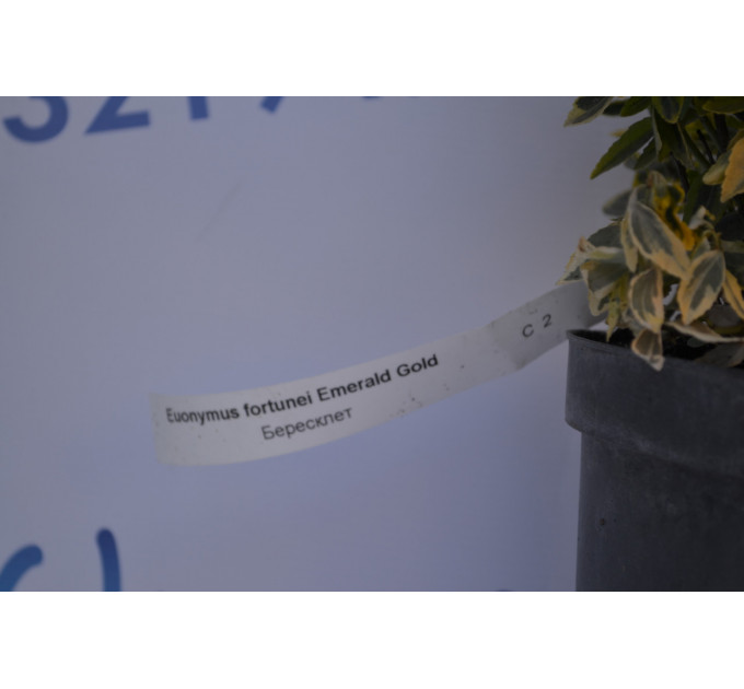Бересклет "Emerald Gold" (2л.)