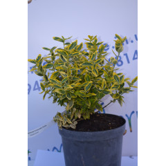 Бересклет "Emerald Gold" (2л.)