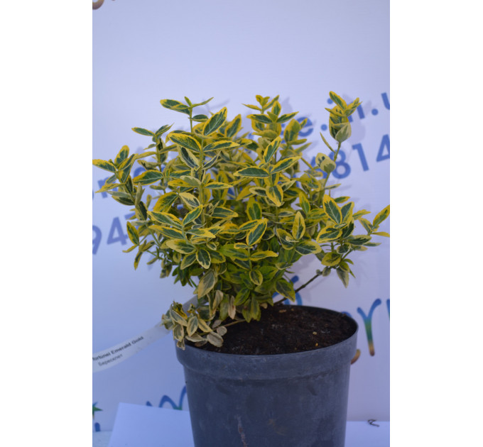 Бересклет "Emerald Gold" (2л.)