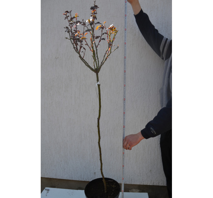 Штамбова троянда "Burgund chervona" С15