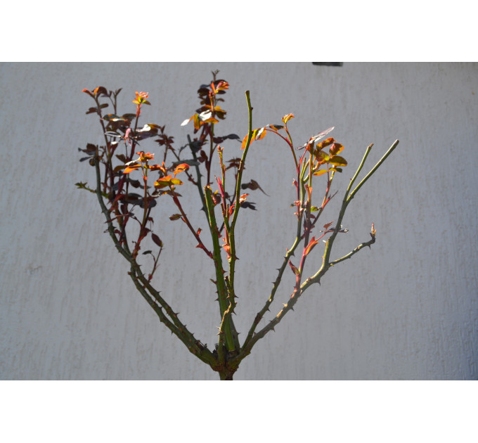 Штамбова троянда "Burgund chervona" С15