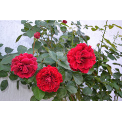 Штамбова троянда "Burgund chervona" С15