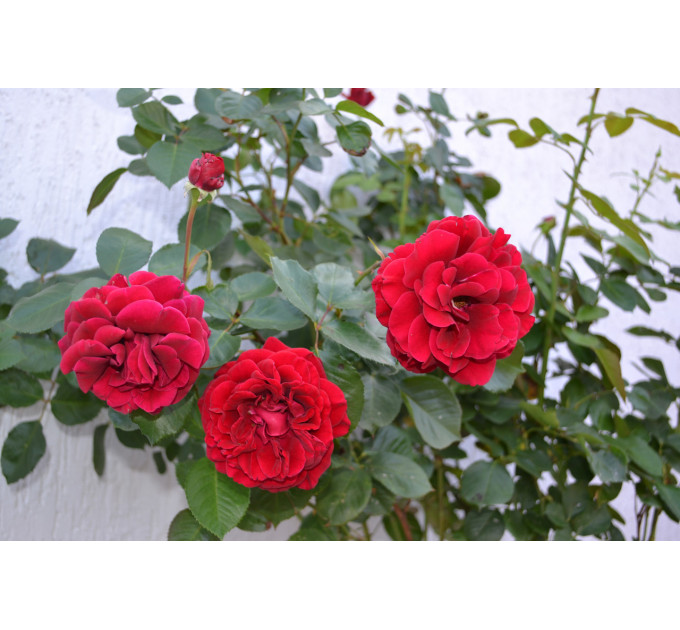 Штамбова троянда "Burgund chervona" С15