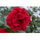 Штамбова троянда "Burgund chervona" С15