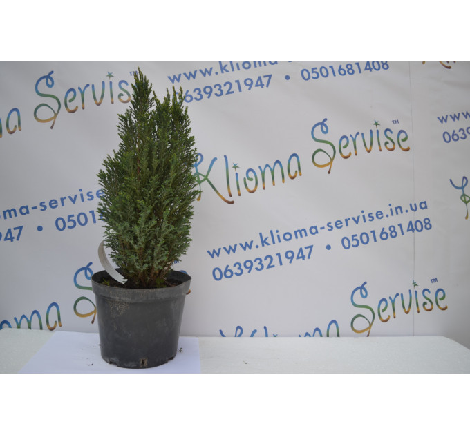 Кипарисовик лавсона "Ellwoodii", 40-50 см (2л.)
