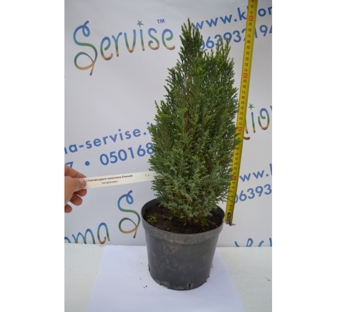 Кипарисовик лавсона "Ellwoodii", 40-50 см (2л.)