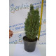 Кипарисовик лавсона "Ellwoodii", 40-50 см (2л.)