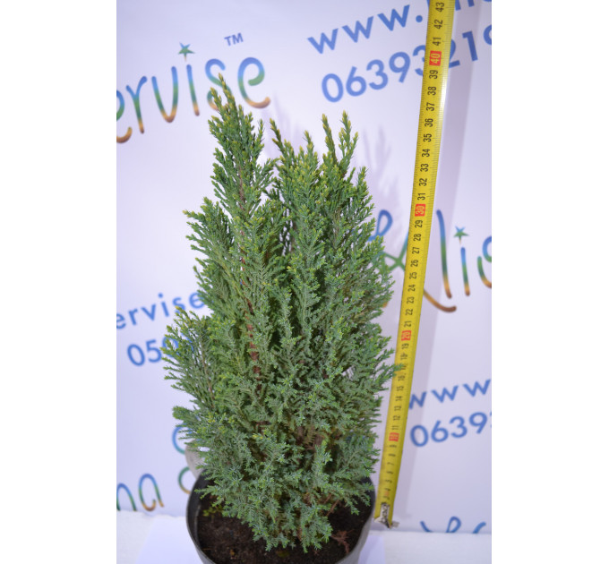 Кипарисовик лавсона "Ellwoodii", 40-50 см (2л.)