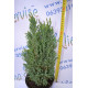 Кипарисовик лавсона "Ellwoodii", 40-50 см (2л.)