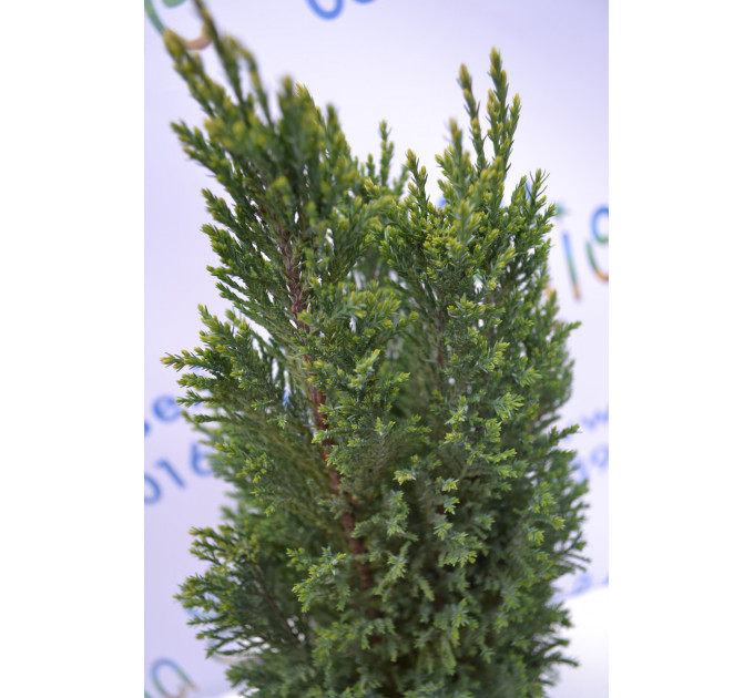 Кипарисовик лавсона "Ellwoodii", 40-50 см (2л.)