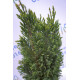 Кипарисовик лавсона "Ellwoodii", 40-50 см (2л.)