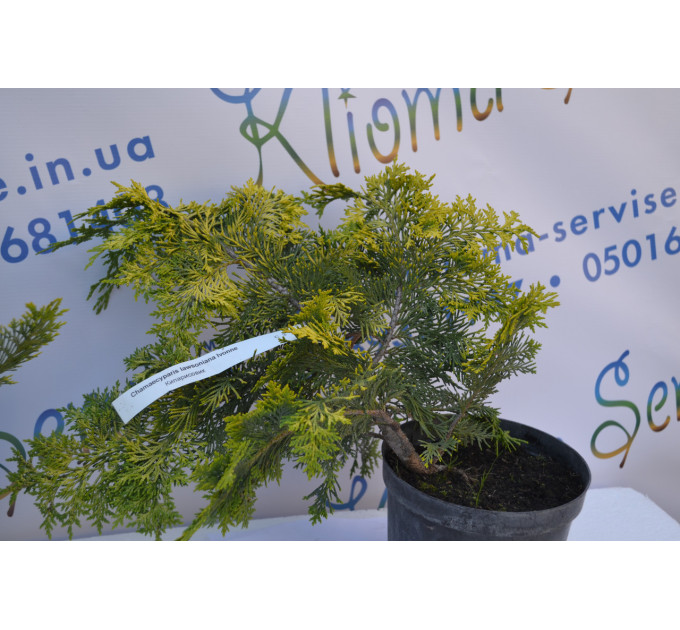 Кипарисовик лавсона "Ivonne", 40-50 см (5л.)