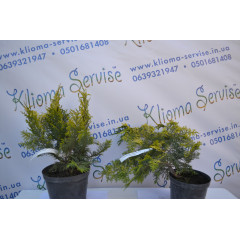 Кипарисовик лавсона "Ivonne", 40-50 см (5л.)