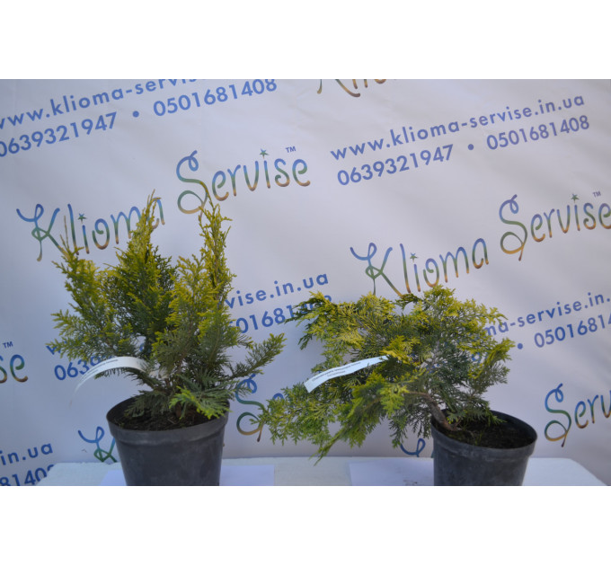 Кипарисовик лавсона "Ivonne", 40-50 см (5л.)