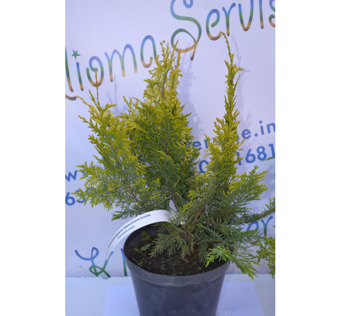 Кипарисовик лавсона "Ivonne", 40-50 см (5л.)