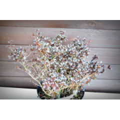 Азалія японська (7,5)