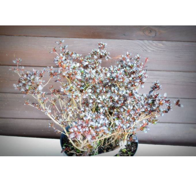 Азалія японська (7,5)