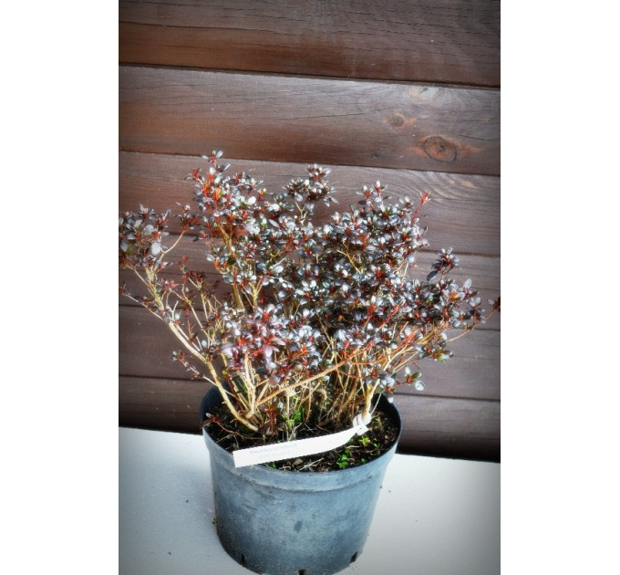 Азалія японська (7,5)