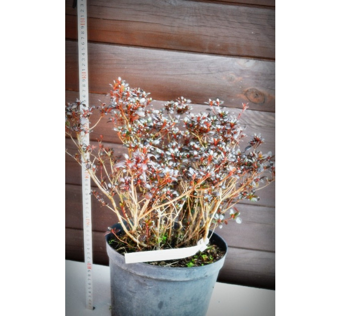 Азалія японська (7,5)