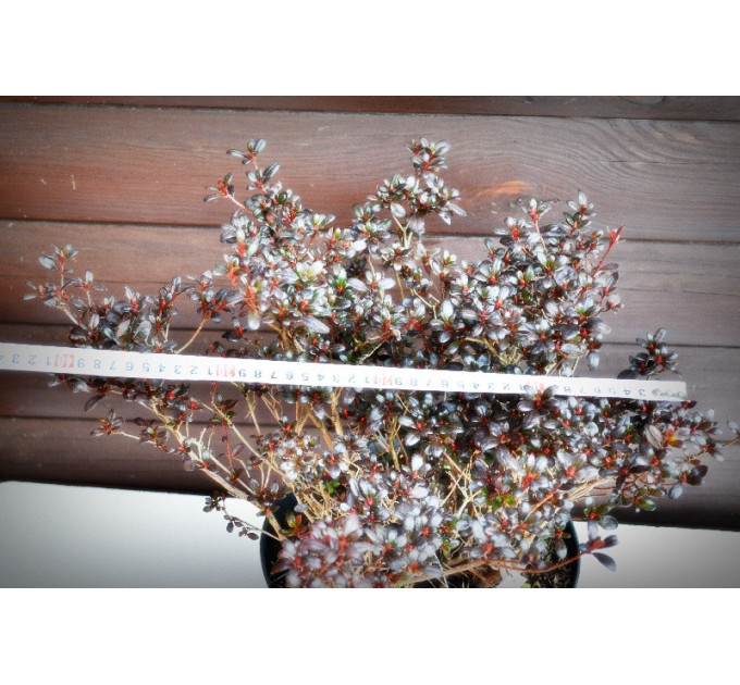 Азалія японська (7,5)