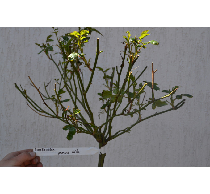 Штамбова троянда "Povna Bila" С15