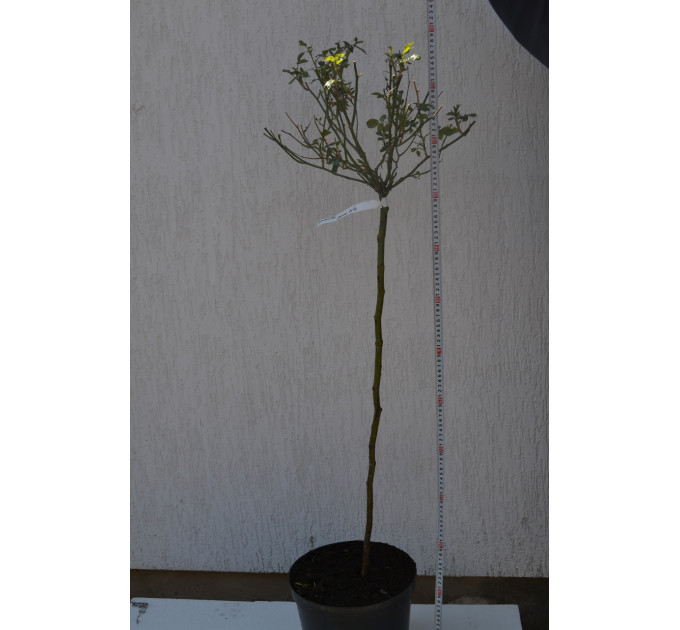 Штамбова троянда "Povna Bila" С15