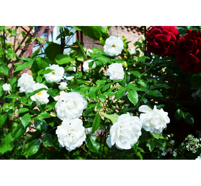 Штамбова троянда "Povna Bila" С15