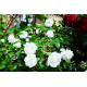 Штамбова троянда "Povna Bila" С15
