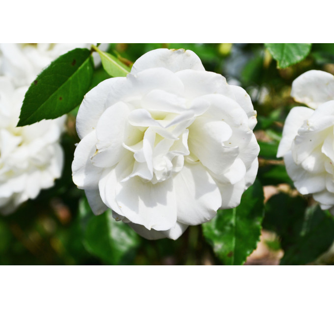 Штамбова троянда "Povna Bila" С15