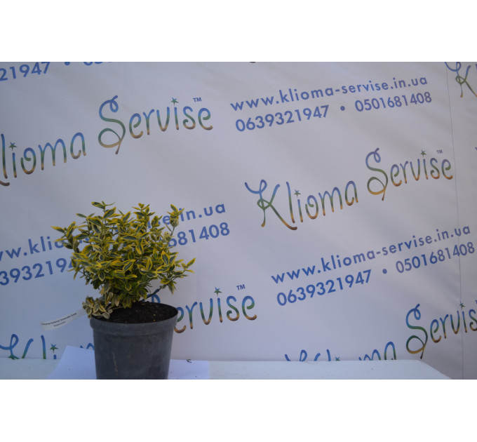 Бересклет "Emerald Gold" (2л.)