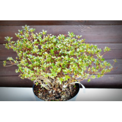 Азалія японська "Rhododendron obtusum" (7,5)