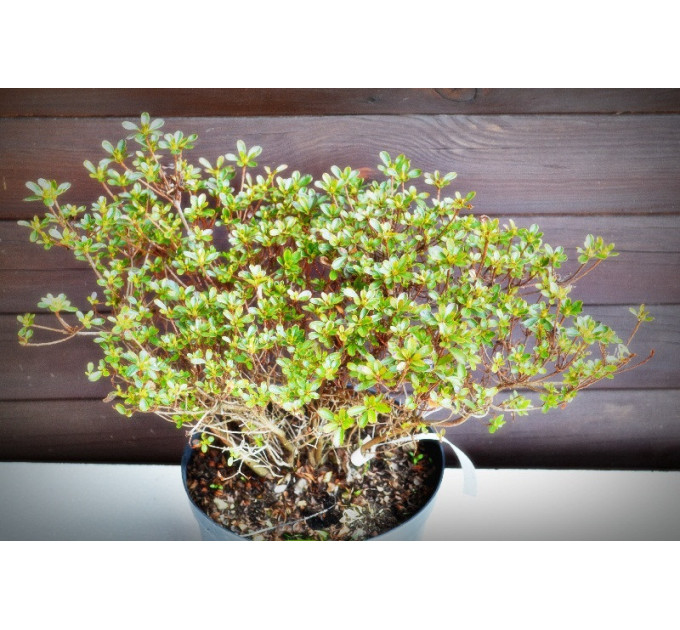 Азалія японська "Rhododendron obtusum" (7,5)