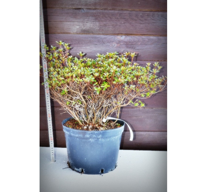 Азалія японська "Rhododendron obtusum" (7,5)
