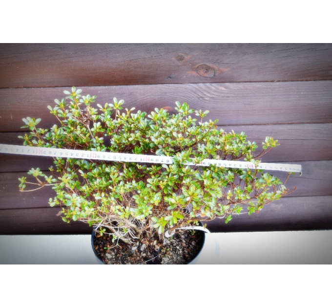 Азалія японська "Rhododendron obtusum" (7,5)