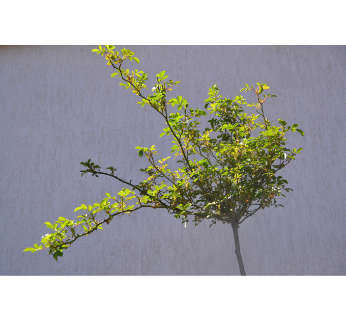 Троянда на штамбі С15