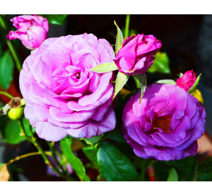 Троянда на штамбі С15