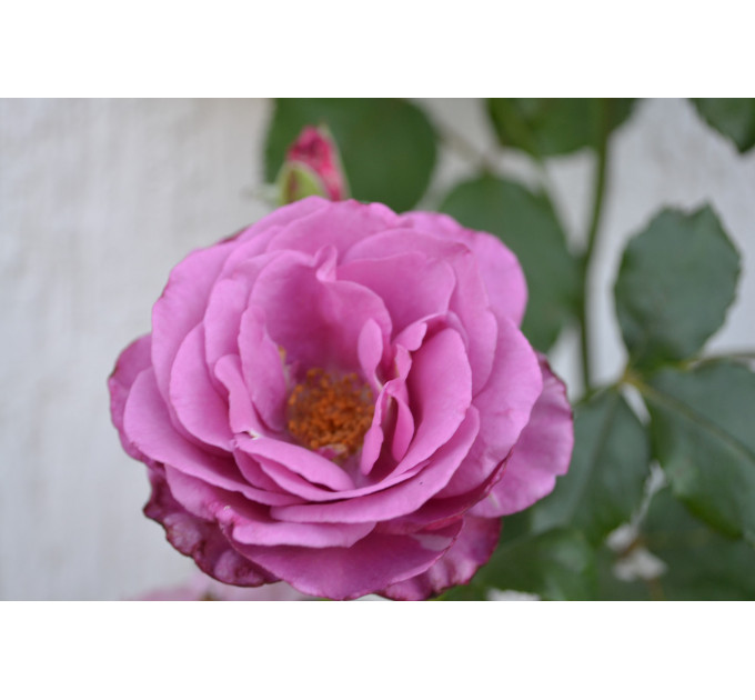 Троянда на штамбі С15