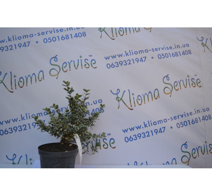 Бересклет "Emerald Веселість" (1л.) 10-15 см