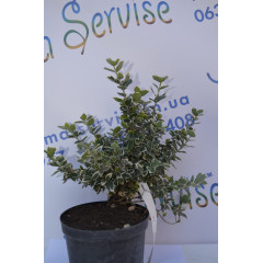 Бересклет "Emerald Веселість" (1л.) 10-15 см