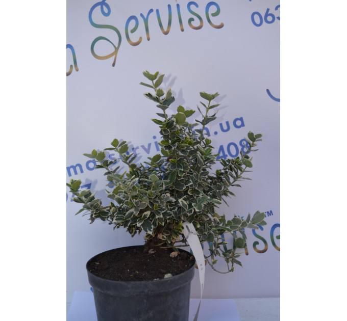 Бересклет "Emerald Веселість" (1л.) 10-15 см