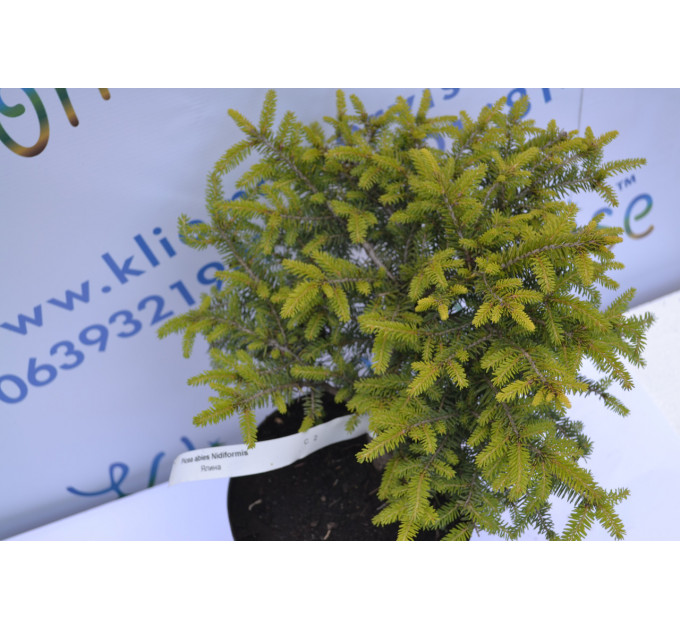 Ялина Нидиформис "Nidiformis" D 30 (C2)