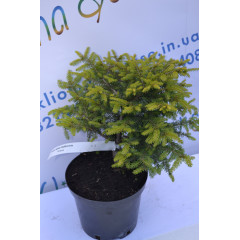 Ялина Нидиформис "Nidiformis" D 30 (C2)