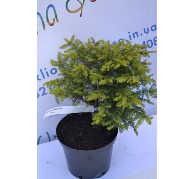 Ялина Нидиформис "Nidiformis" D 30 (C2)