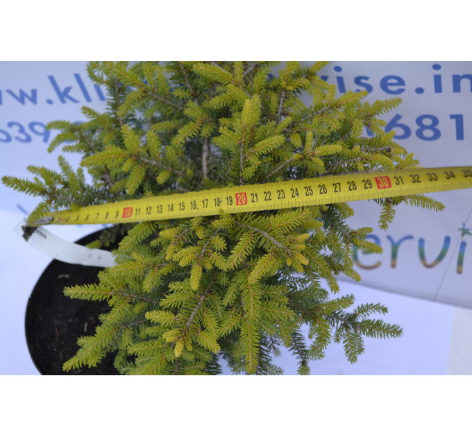 Ялина Нидиформис "Nidiformis" D 30 (C2)