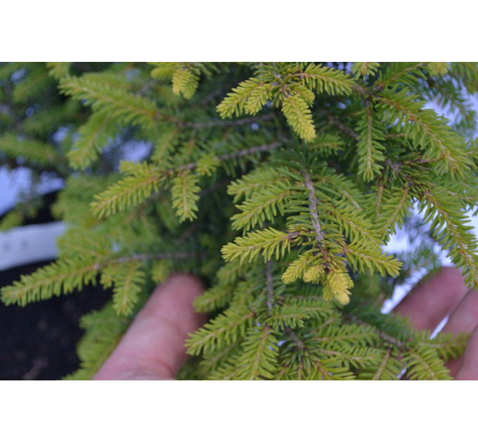 Ялина Нидиформис "Nidiformis" D 30 (C2)