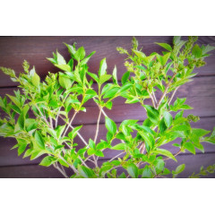 Бузок "Suringa patula Miss Kim" (С2)