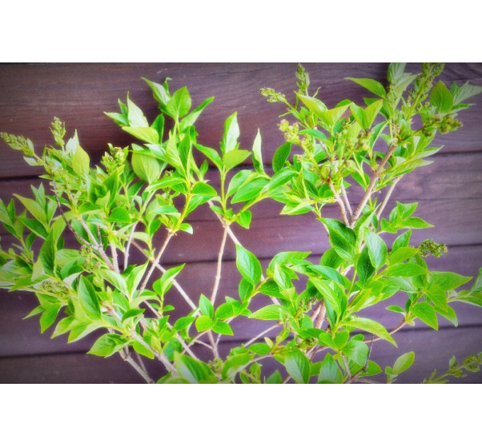 Бузок "Suringa patula Miss Kim" (С2)