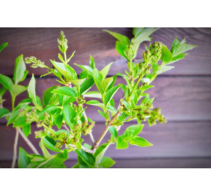 Бузок "Suringa patula Miss Kim" (С2)