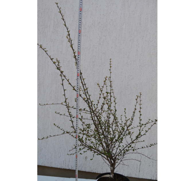 Кизильник "Cotoneaster horisotalis" C7