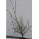 Кизильник "Cotoneaster horisotalis" C7